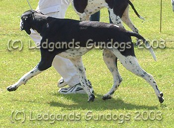 5th Junior Dog